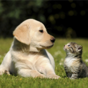 petfood - ingredients