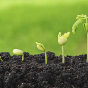 engrais organiques - nutrition des sols