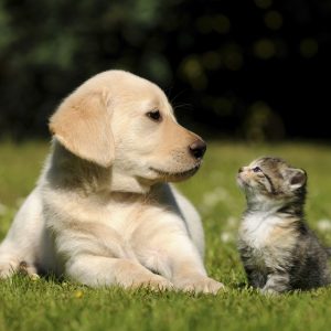 Piensos para mascotas - perros y gatos