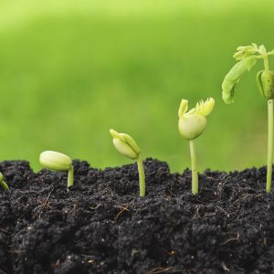 Organic fertilizers -vegetal cakes - vegetal ashes - seabird guano