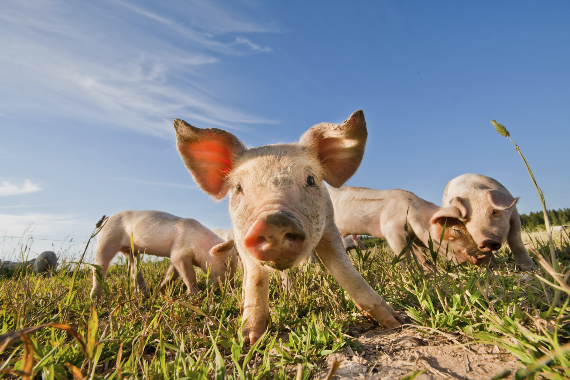 Ingrédients d'origine animale