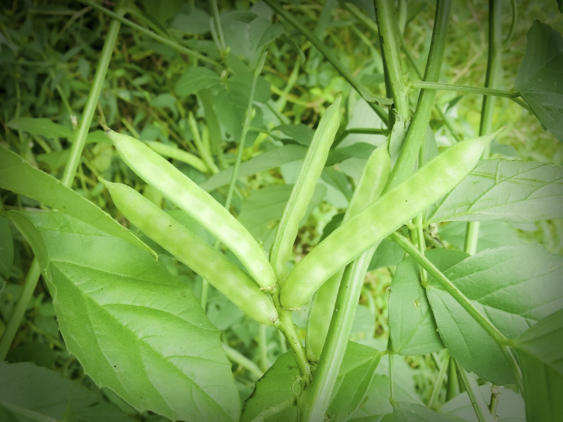 guar - Cyamopsis Tetragonoloba