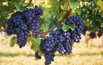 Organic fertilizers - viticulture